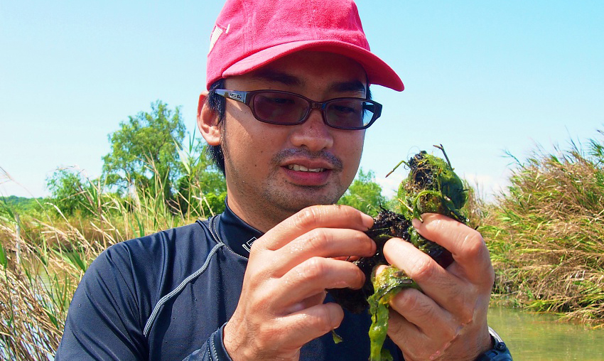 PSU Researchers discover New Sea Cockroach Species with Important Ecological Role