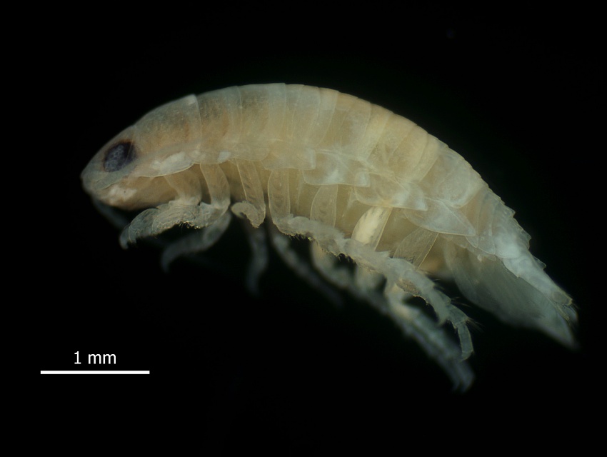 PSU Researchers discover New Sea Cockroach Species with Important Ecological Role