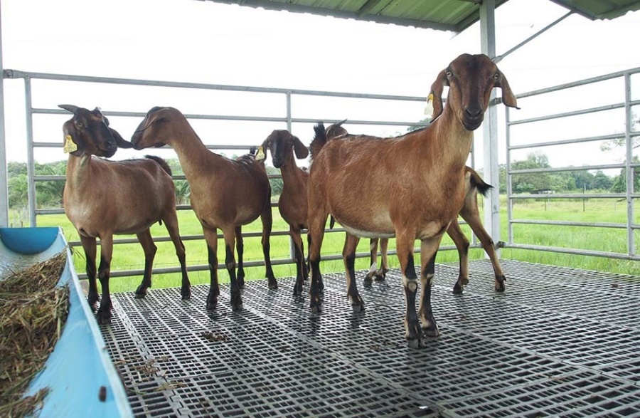 National Research Council of Thailand (NRCT) supports comprehensive goat farming research at PSU, pioneering new breeders to commercialization