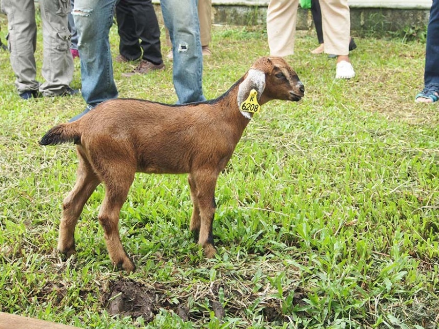 National Research Council of Thailand (NRCT) supports comprehensive goat farming research at PSU, pioneering new breeders to commercialization